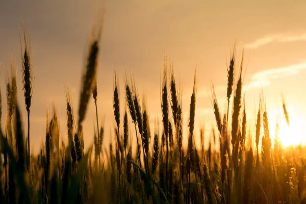 Spikelets av råg på sunset Stockbild