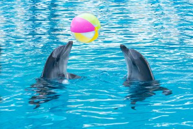 Skadovsk, Ukrayna, Eylül 08: Yunuslar üzerinde 08 Eylül 2015 Skadovsk, Ukrayna'da Skadovsk dolphinarium top oynarken.