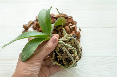 Kadın eli nakil için bebek orkidesi tutuyor. Orkide yaprakları ve kökleri yakın plan.