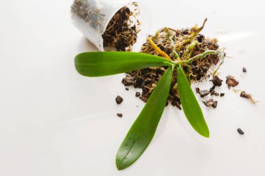 Genç Orkide falaenopsis ekimi, toprak, kök ve çam mantarı ahşap arka planda