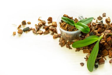 Orkide falaenopsis ekimi, toprak, kök ve yosun ahşap arka planda.