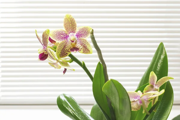 Planta de orquídea de Rhynchostylis no pote na janela ainda, visão dianteira. Plantas de interior decoração e casa interior — Fotografia de Stock