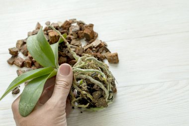 Nakil bitkileri. Orkide nakli. Açık kök sistemine sahip mini orkide nakle hazır.