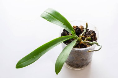 Genç Orkide falaenopsis ekimi, toprak, kök ve çam mantarı beyaz üzerine