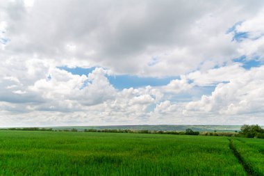 Çavdar tarlası ya da buğday ve bulutlu bir gün yağmurdan önce.