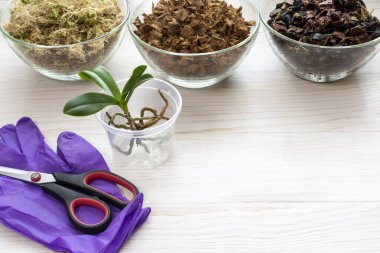 Evde orkide nakli. Masanın üzerinde orkideler için toprağın yanında makas, lastik eldivenler var.