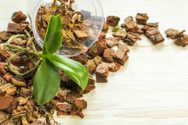 Orkide falaenopsis ekimi, toprak, kök ve yosun ahşap arka planda..