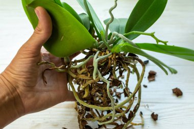 Beyaz arka planda hastalıklı kökleri olan orkide bitkisi. Orkidenin hastalıklı kökleri. Bitkinin canlanmaya ihtiyacı var.