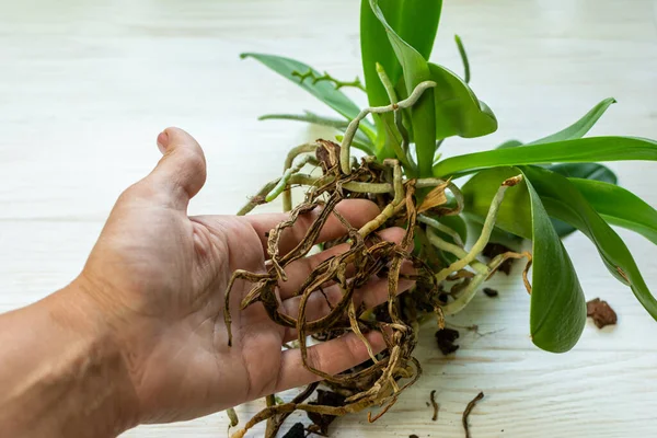 Orchid plant with diseased root in hand on white background. Diseased roots of Orchid. Plant needs a reanimation