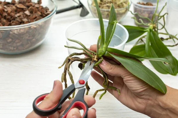 Ev bitkisinin köklerinin bakımı. Bitkilerin düzgün bakımı ve bakımı. Orkidelerin köklerini kesmek. Kapalı alandaki bitkilerle ilgilenmek.