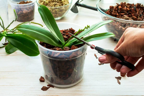 Ev bitkisinin bakımı. Bitkilerin düzgün bakımı ve bakımı. Orkidelerin yaşlı pedikürcüsünü kesmek. Kapalı alandaki bitkilerle ilgilenmek.