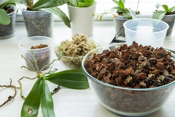 Evde organ nakli yapan orkideler. Ağaç kabuğu toprağı, ot ve yosun ekme aletleri. Orkide nakli işlemi