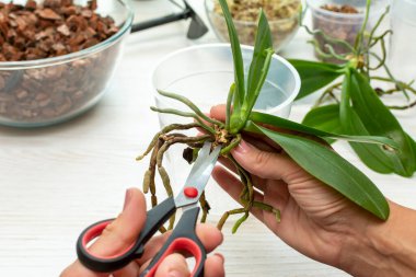 Phalaenopsis kökünü makasla kesiyor. Bitki bakım orkideleri. Orkidelerin köklerini kesmek. Evde bahçe işleri.
