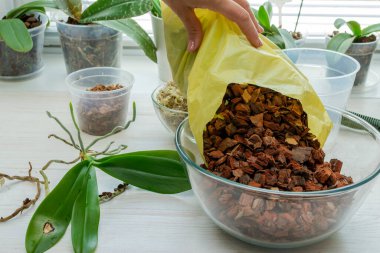 Evde organ nakli yapan orkideler. Ağaç kabuğu toprağı, ot ve yosun ekme aletleri. Orkide nakli işlemi.