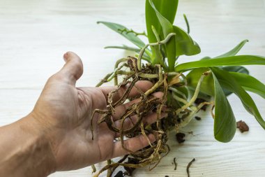 Beyaz arka planda hastalıklı kökleri olan orkide bitkisi. Orkidenin hastalıklı kökleri. Bitkinin nakle ihtiyacı var..