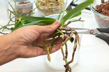 Phalaenopsis kökünü makasla kesiyor. Bitki bakım orkideleri. Orkidelerin köklerini kesmek. Evde bahçe işleri.