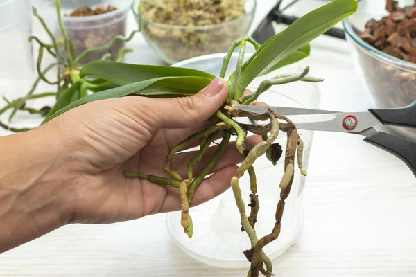 Phalaenopsis kökünü makasla kesiyor. Bitki bakım orkideleri. Orkidelerin köklerini kesmek. Evde bahçe işleri.