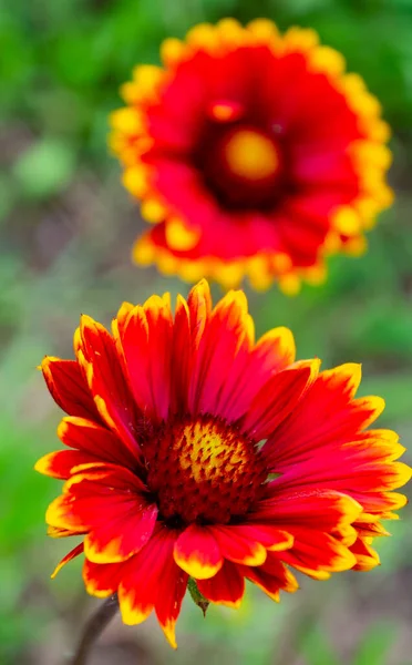 Duas flores Arizona sombra vermelha no verão — Fotografia de Stock