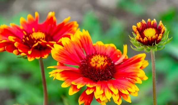 Varias flores Arizona sombra roja en verano — Foto de Stock