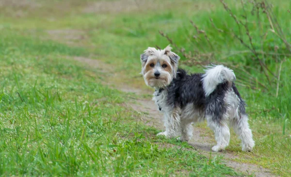 Beaver York Terrier zůstane v terénu. Portrét malého štěněte. Roztomilý pes na pozadí trávy. — Stock fotografie