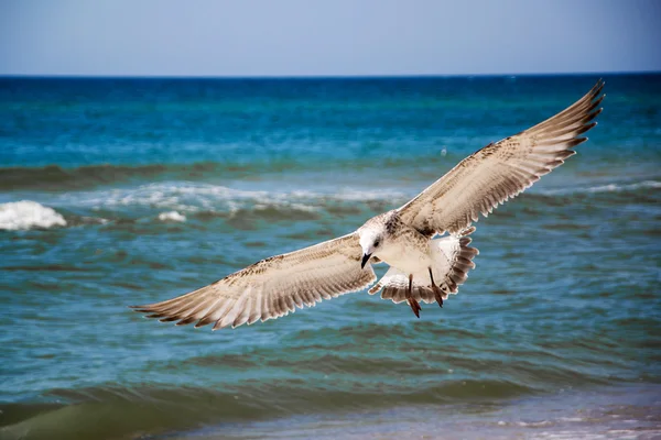 海鸥前面的大海 — 图库照片