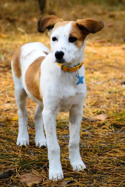Mladá istrijský krátkosrstý honič pes stojící v lese — Stock fotografie