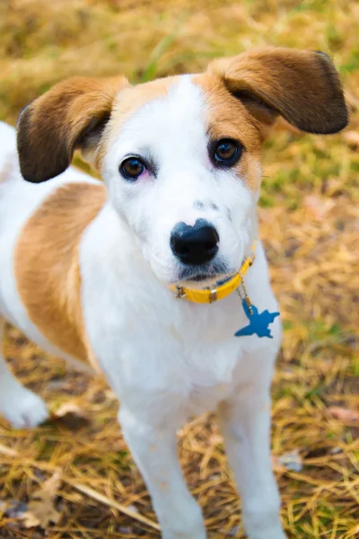 Joven perro de Istria con cortocircuito de pie en madera — Foto de Stock