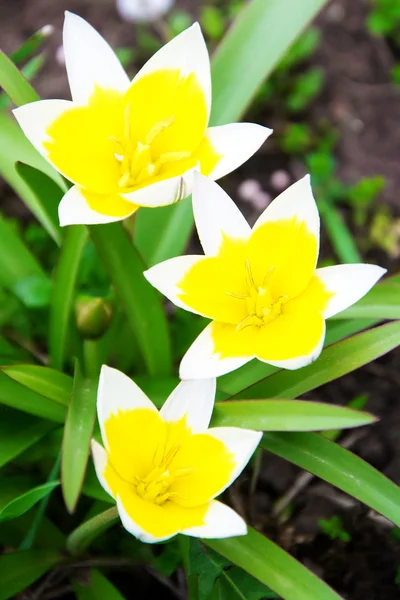 Amarillo flor pequeña blanca — Foto de Stock