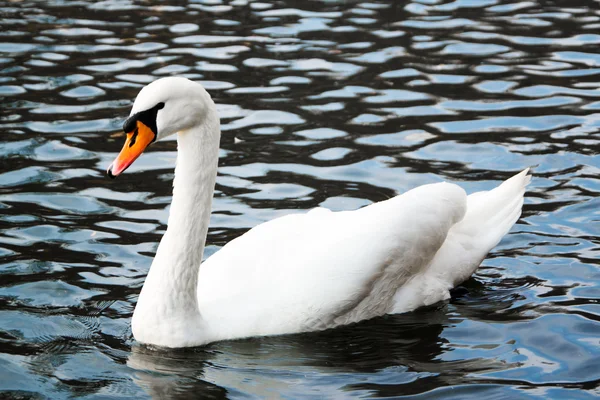 Cigno muto sull'acqua — Foto Stock