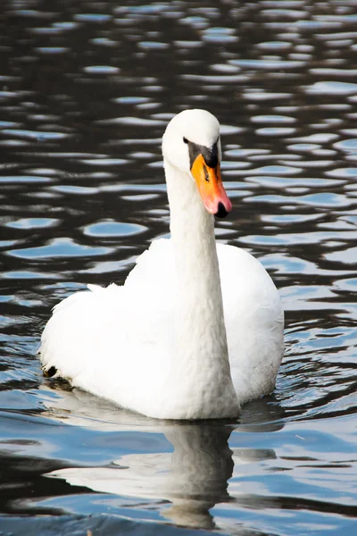 Su üzerinde MUTE swan — Stok fotoğraf