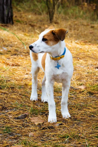 Joven perro de Istria con cortocircuito de pie en madera — Foto de Stock