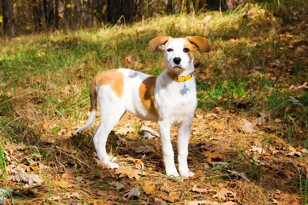 Genç Istrian Shorthaired tazı köpeği ayakta ahşap