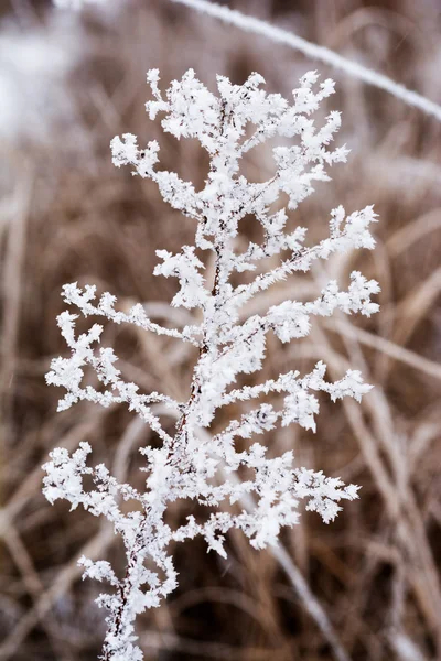 草に霜 — ストック写真