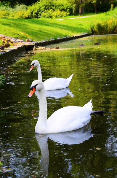 Deux cygnes blancs flottent sur l'eau dans le parc — Photo