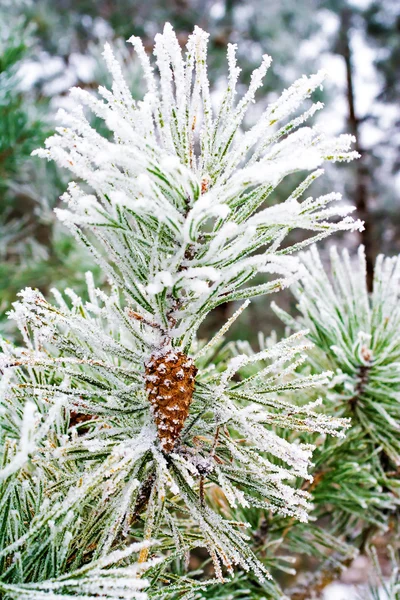 Κλαδί του πεύκου με κώνο, χειμώνας — Φωτογραφία Αρχείου