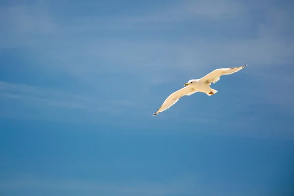 Seagull framsida sky — Stockfoto