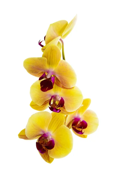 Gelbe Orchidee auf weißem Hintergrund — Stockfoto