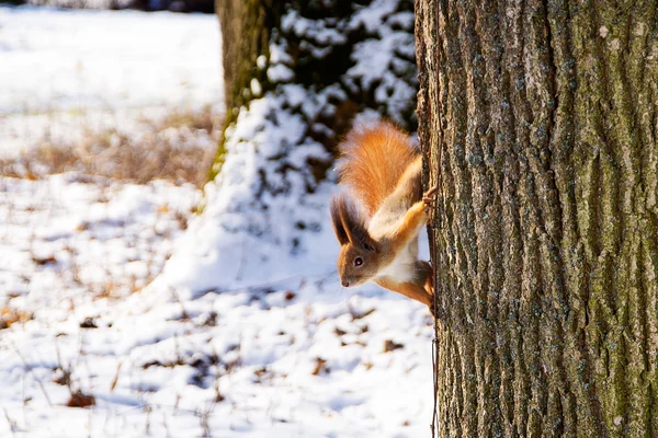Squirrel on a tree in winter — Stock Photo, Image
