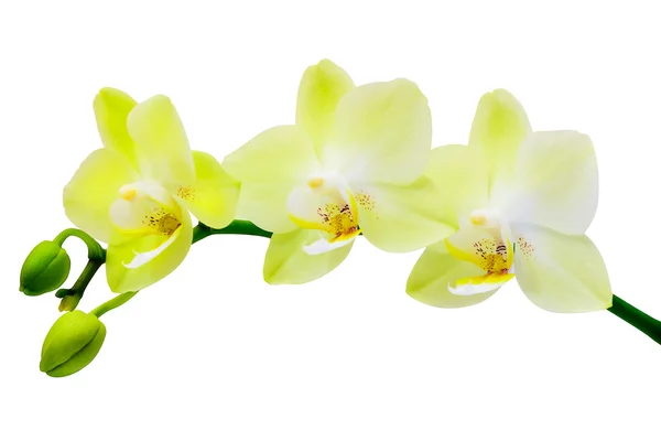 Orquídea branco-amarela sobre um fundo branco — Fotografia de Stock