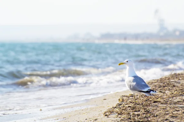 Måsen på stranden — Stockfoto