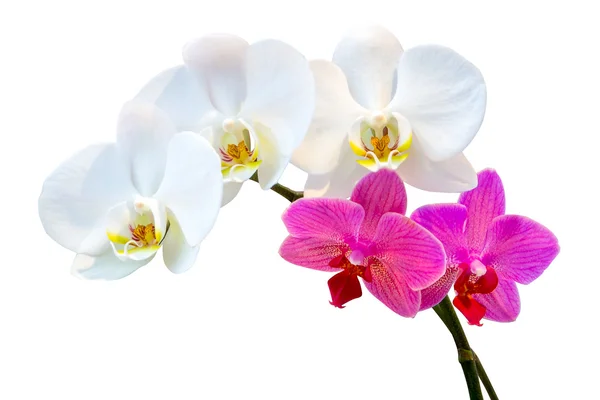 Violette und weiße Orchideen — Stockfoto