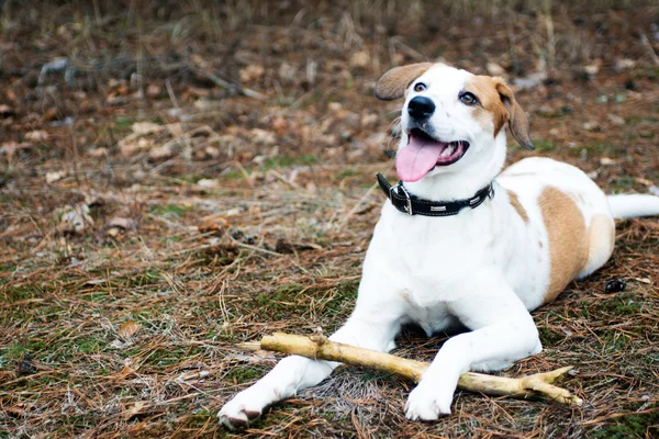 Perro con palo acostado en madera — Foto de Stock