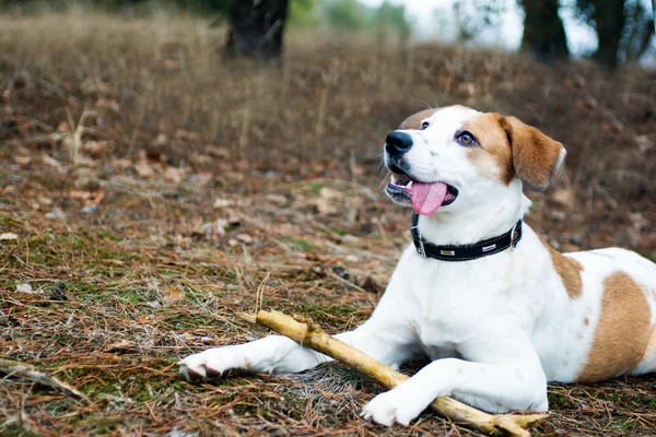 Perro con palo acostado en madera — Foto de Stock