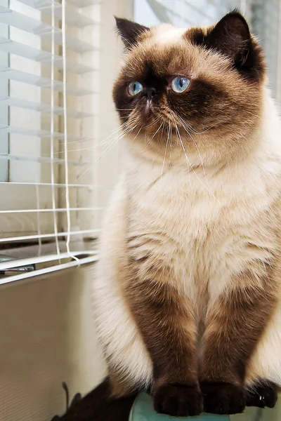 Gatto seduto vicino alla finestra persiane — Foto Stock