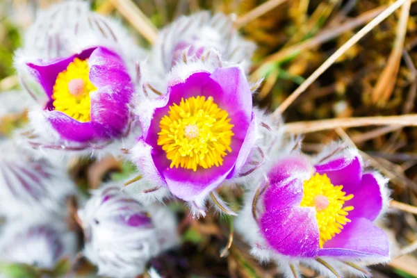 Wild Spring Flowers Pulsatilla Patens. — Stock Photo, Image