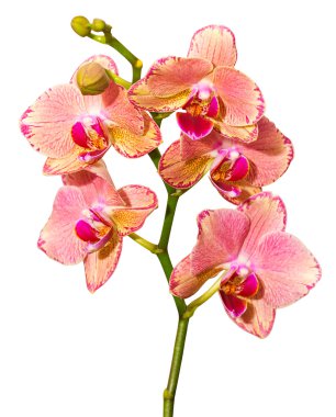Phalaenopsis Korsan Picotee
