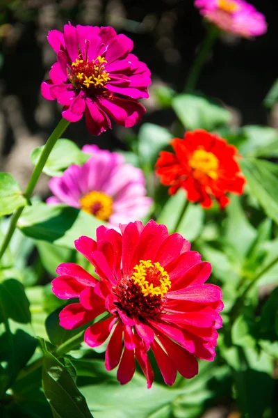 Colorful Zinnias in summer garden — Stock Photo, Image