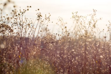 Tarlada eski çiçekler kuru. Sonbahar.
