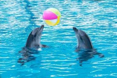 dolphinarium içinde top oynarken iki yunuslar