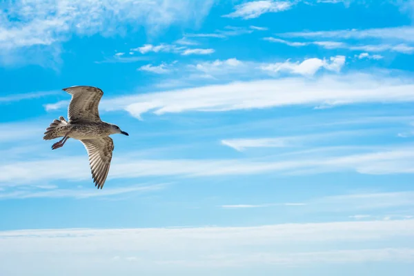 Flygande mås i himlen. — Stockfoto